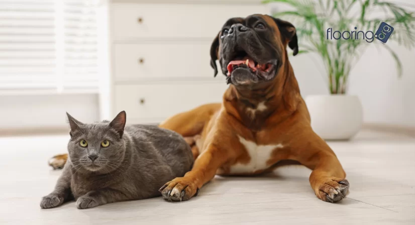 dog and cat on floor