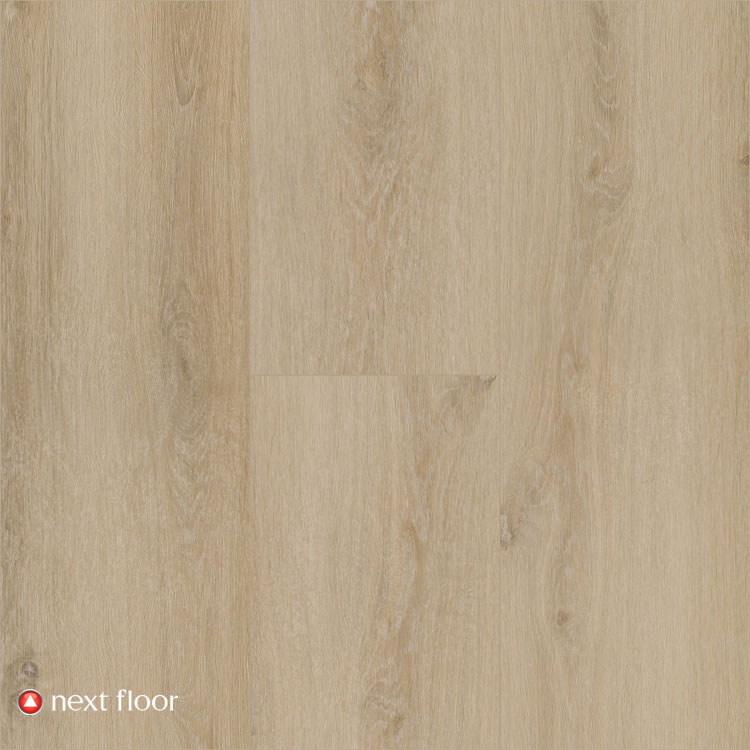 Sunlit Oak - NF568015
